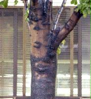 The Jesus Tree